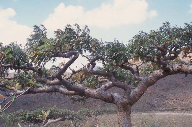 Boswellia elongata 