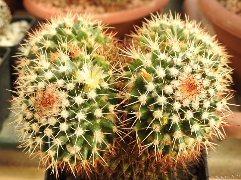 Mammillaria karwinskiana ssp. beiselii 