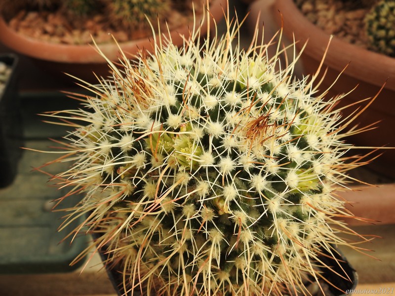 Mammillaria karwinskiana ssp. beiselii 