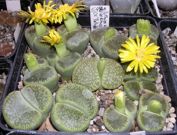 Lithops aucampiae ssp. euniceae cv. bellaketty 