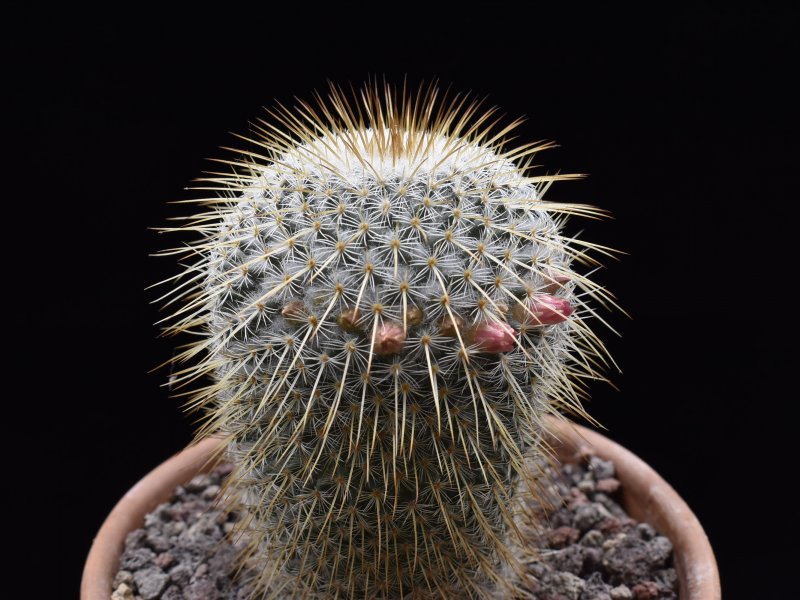 Mammillaria affinis dixanthocentron ROG 139