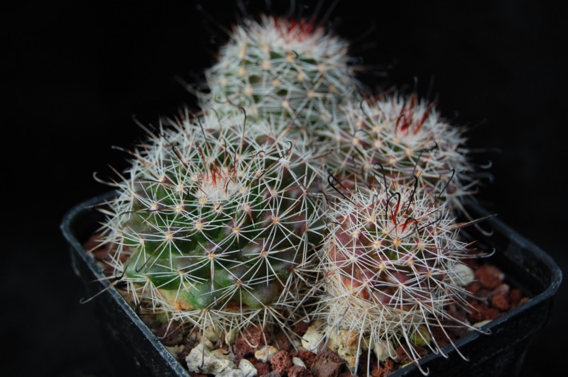 Mammillaria balsasoides 