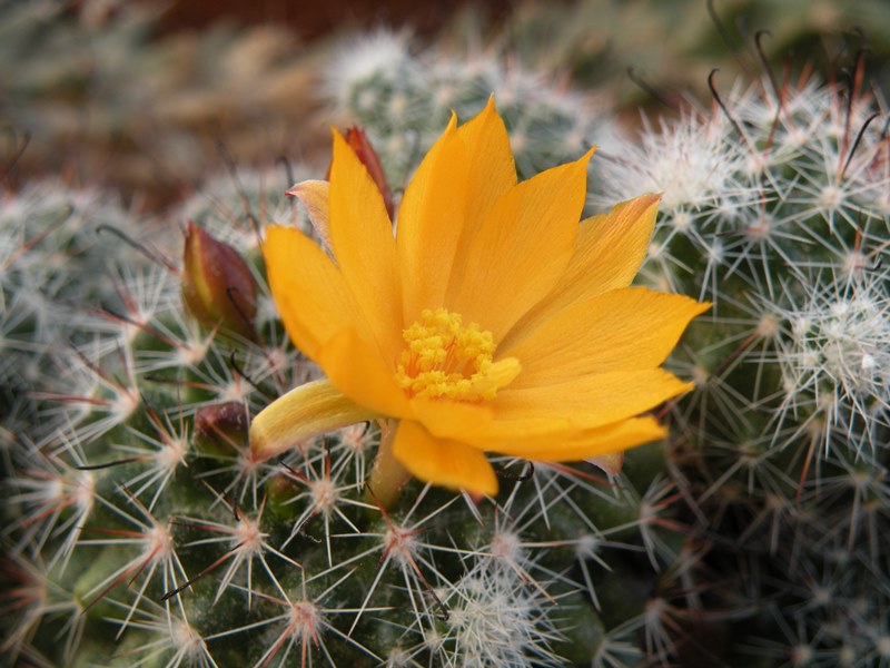 Mammillaria beneckei 