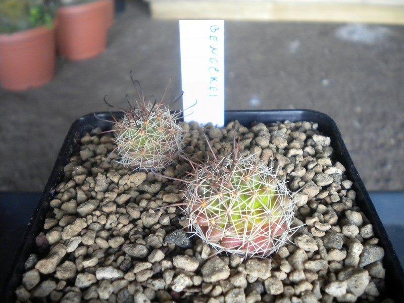 Mammillaria beneckei 