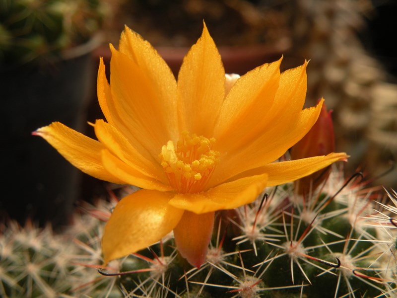 Mammillaria beneckei 