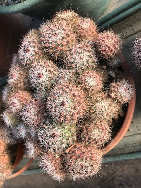 Mammillaria beneckei 