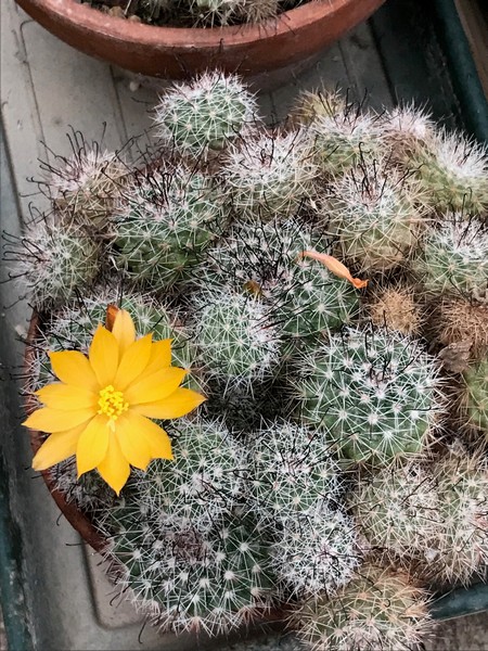 Mammillaria beneckei 