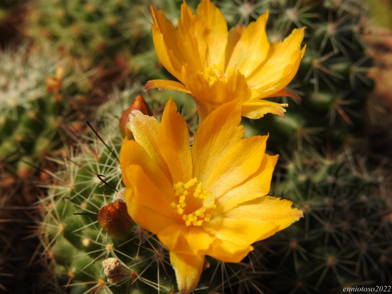 Mammillaria beneckei 