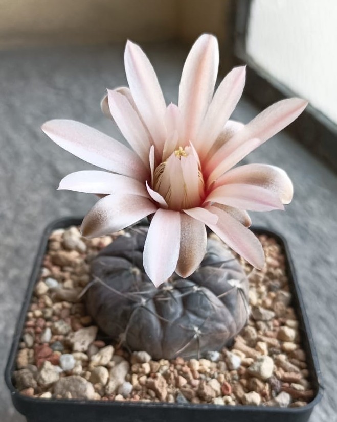 Gymnocalycium berchtii 
