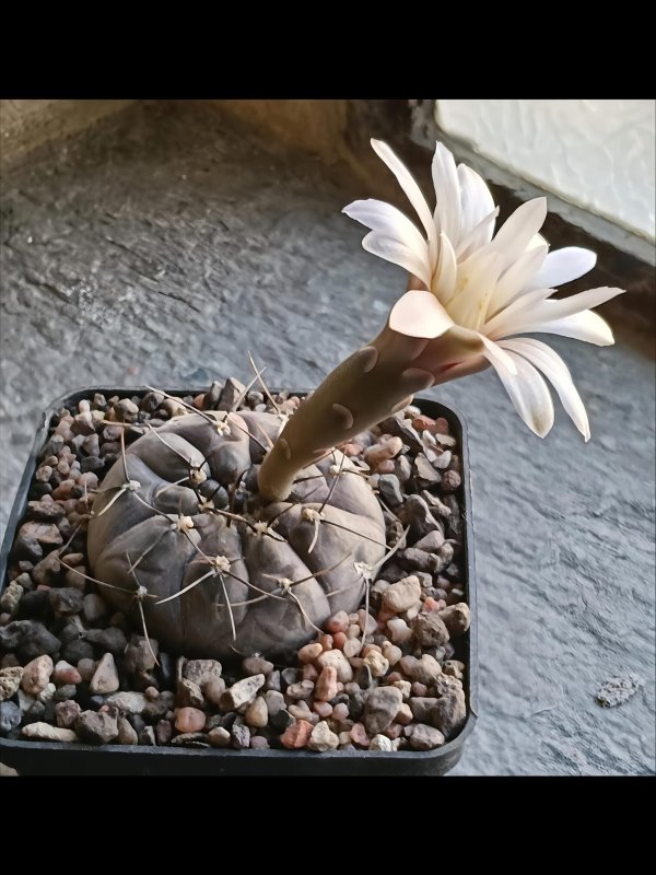 Gymnocalycium berchtii 