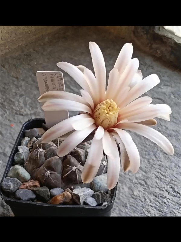 Gymnocalycium berchtii vs 161