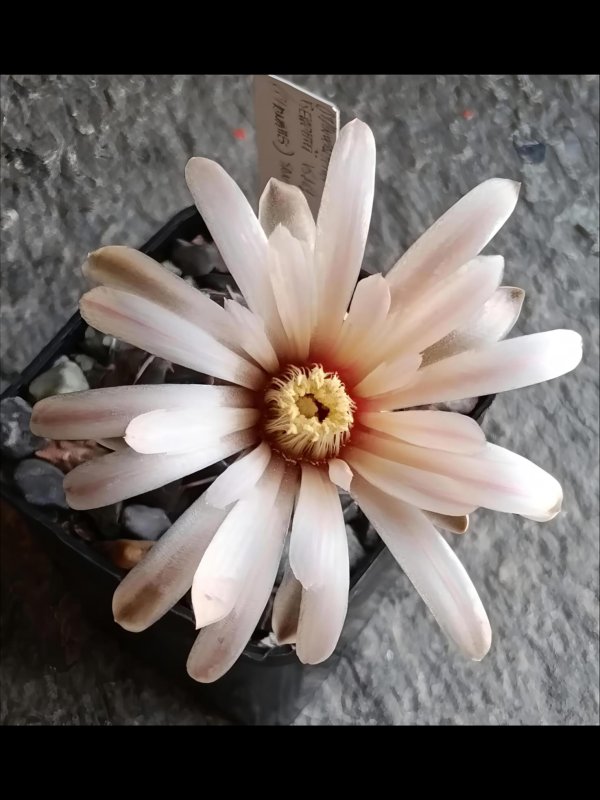 Gymnocalycium berchtii vs 161