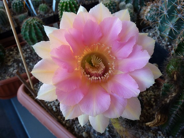 Echinopsis cv. berenice 