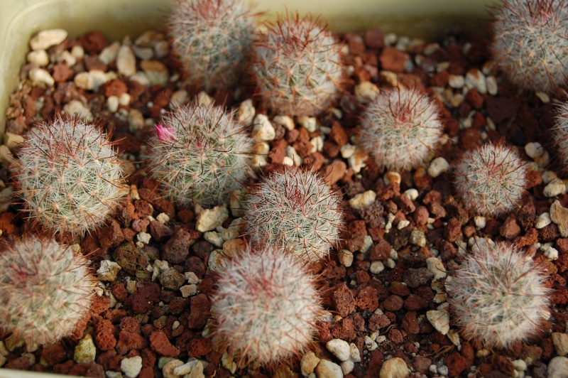 Mammillaria berkiana LAU 1245