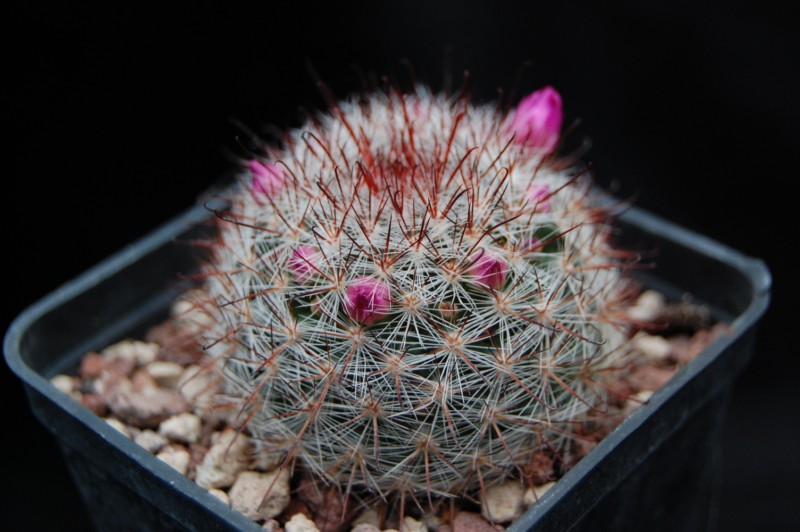 Mammillaria berkiana LAU 1245