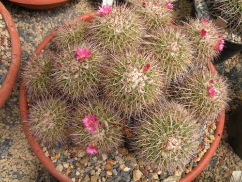 Mammillaria bernalensis 