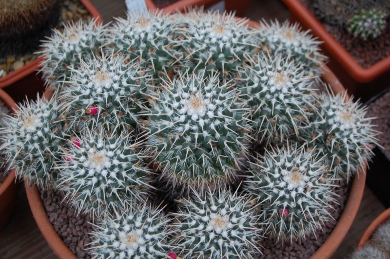 Mammillaria bernalensis MBF 138