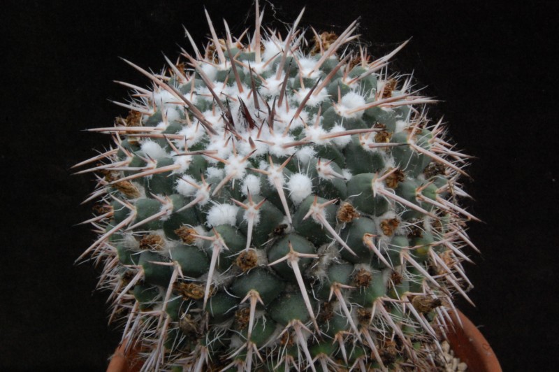 Mammillaria bernalensis PAN 319