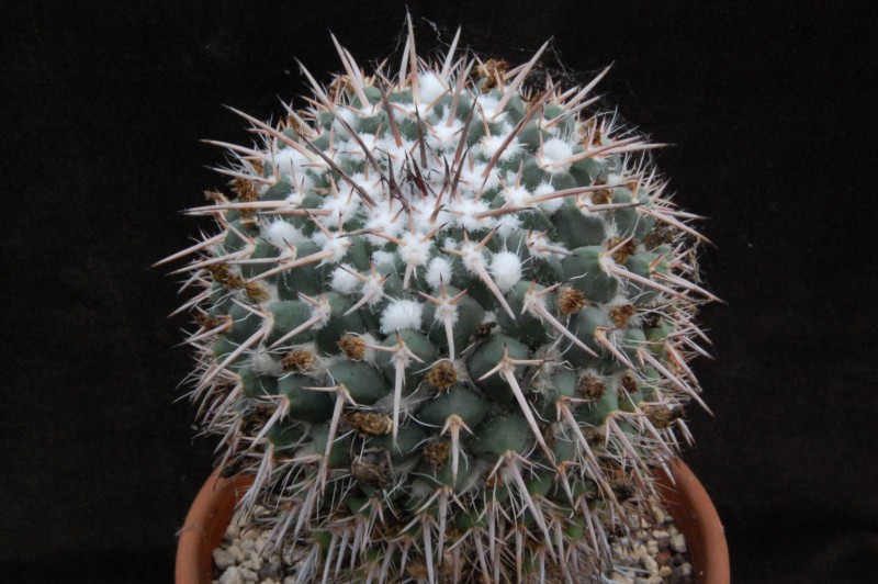 Mammillaria bernalensis PAN 319