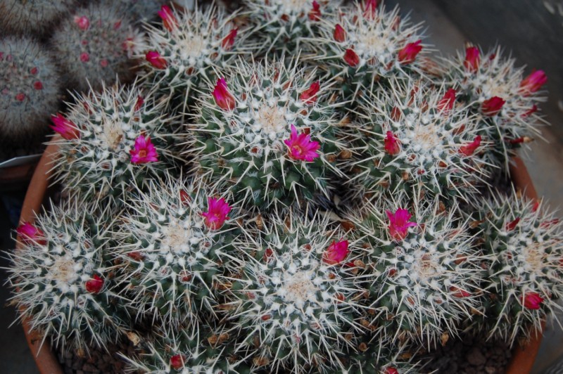 Mammillaria bernalensis MBF 138