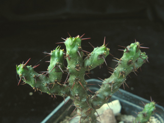 Euphorbia bertemariae 