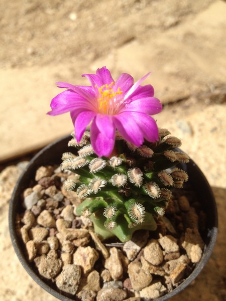 Mammillaria bertholdii MZ1745