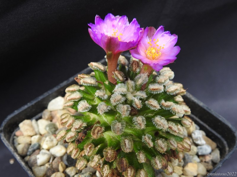 mammillaria bertholdii