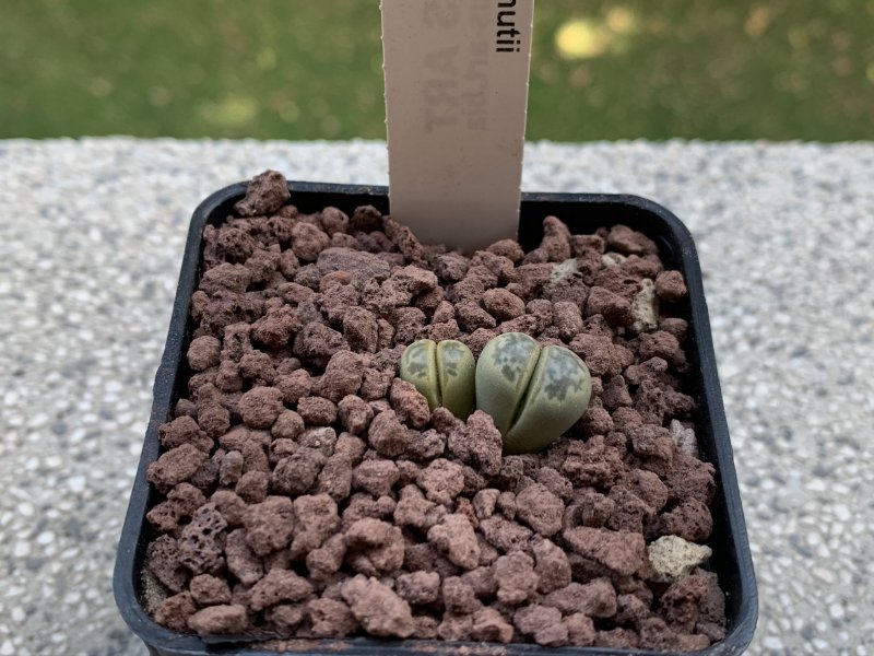 lithops helmutii