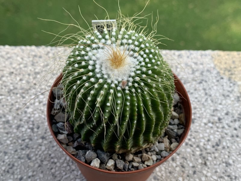 Notocactus leninghausii f. inermis 