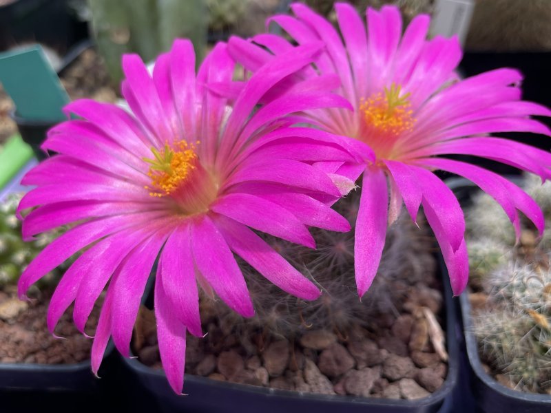 Mammillaria guelzowiana v. robustior 