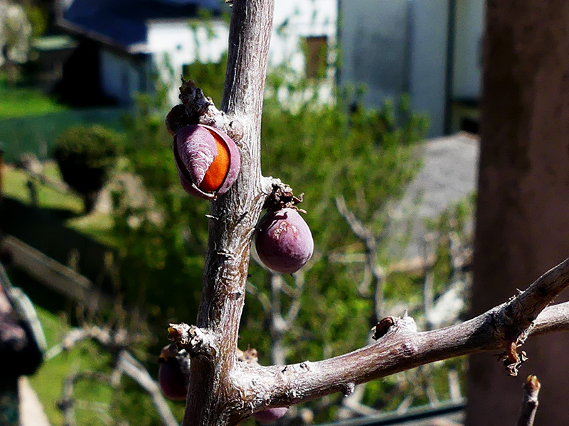 Bursera fagaroides v. elongata 