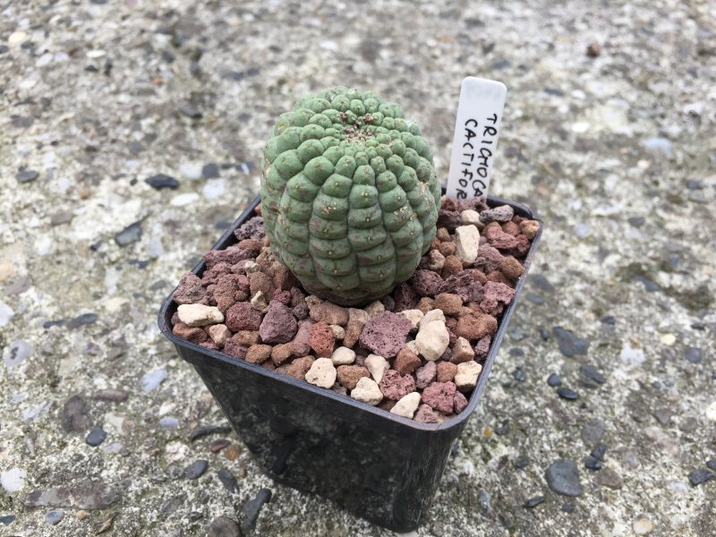 Trichocaulon cactiforme 