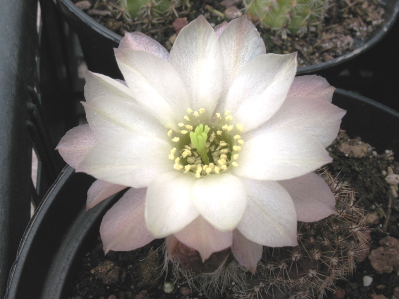 Chamaecereus ibrido bianco 