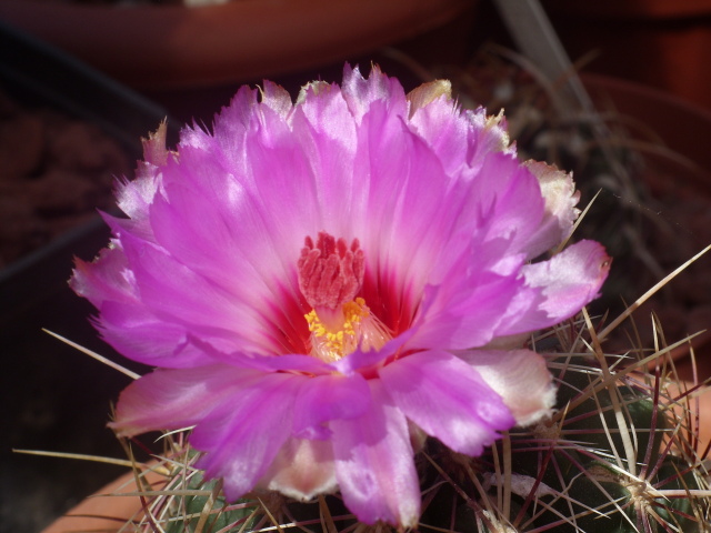 Thelocactus bicolor 