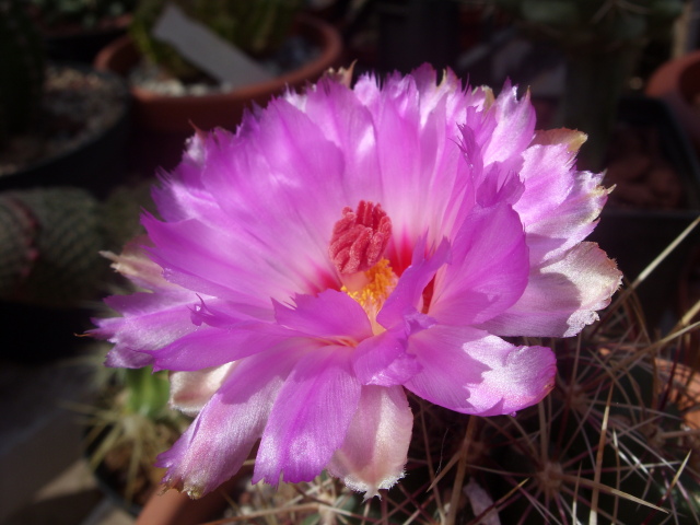 Thelocactus bicolor 