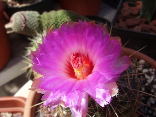 Thelocactus bicolor 