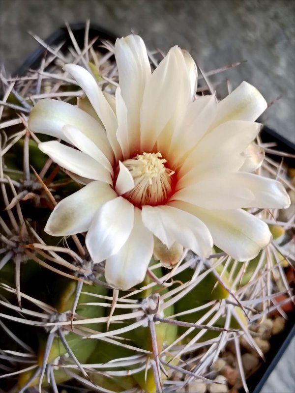 Gymnocalycium bicolor p116
