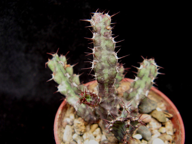 Euphorbia bitataensis 