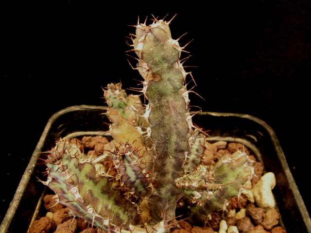 Euphorbia bitataensis 