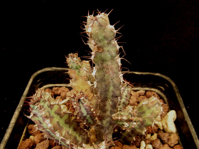 euphorbia bitataensis