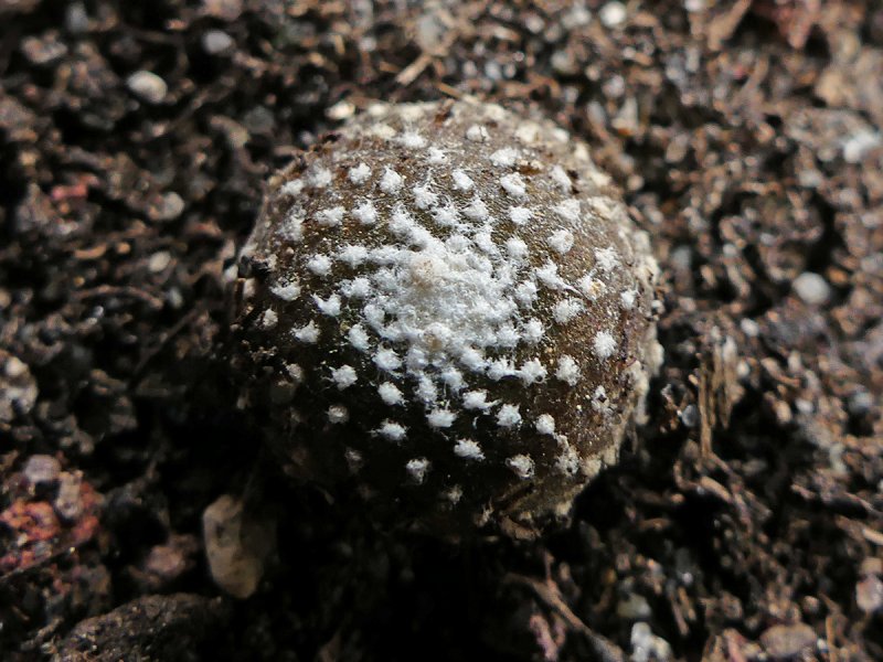 Blossfeldia liliputana v. fechseri 