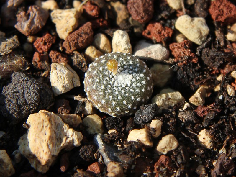 Blossfeldia liliputana v. fechseri 