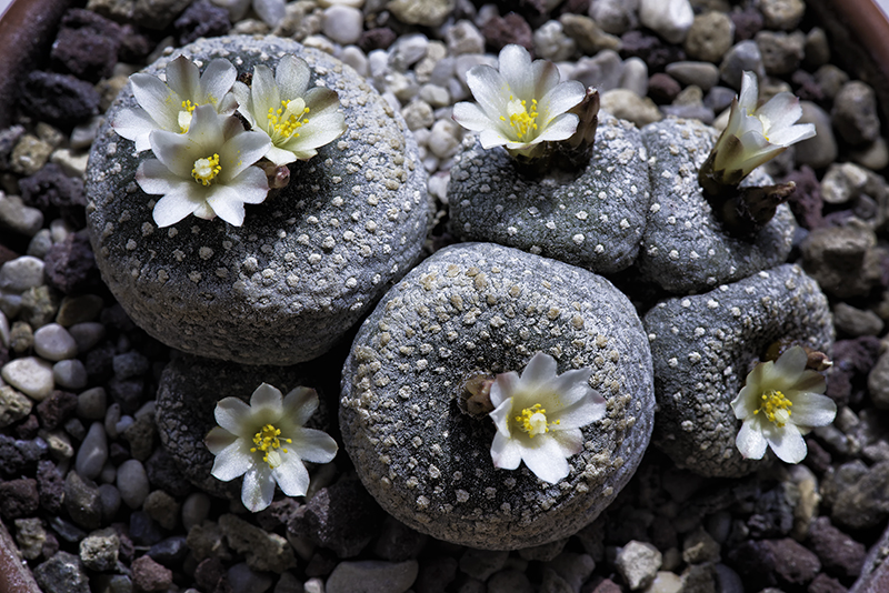 Blossfeldia liliputana 