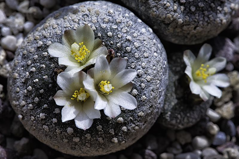 Blossfeldia liliputana 