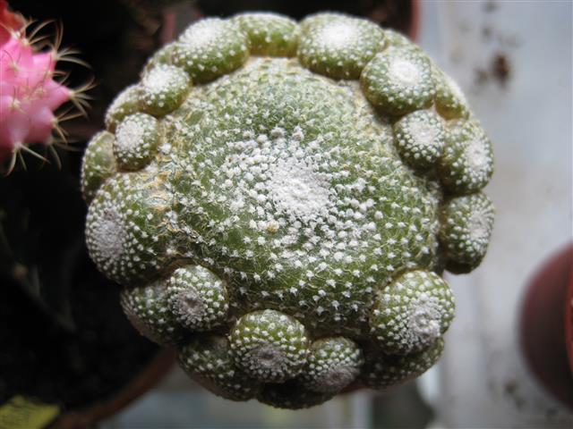 Blossfeldia liliputana 