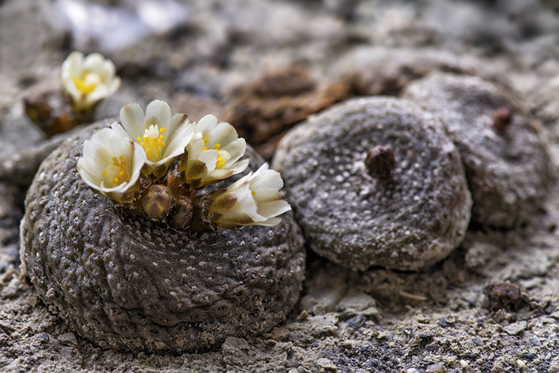 Blossfeldia liliputana 