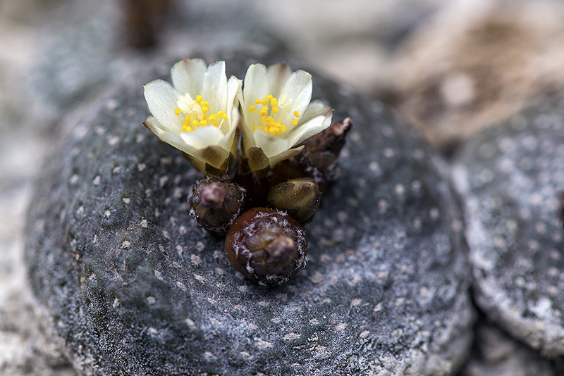 Blossfeldia liliputana 