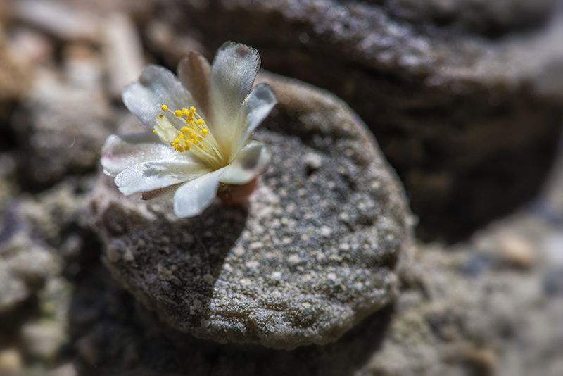 Blossfeldia liliputana 