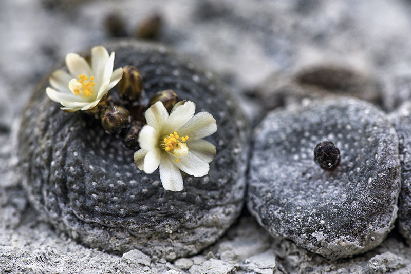 Blossfeldia liliputana 