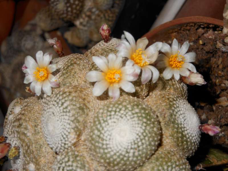 Blossfeldia liliputana 